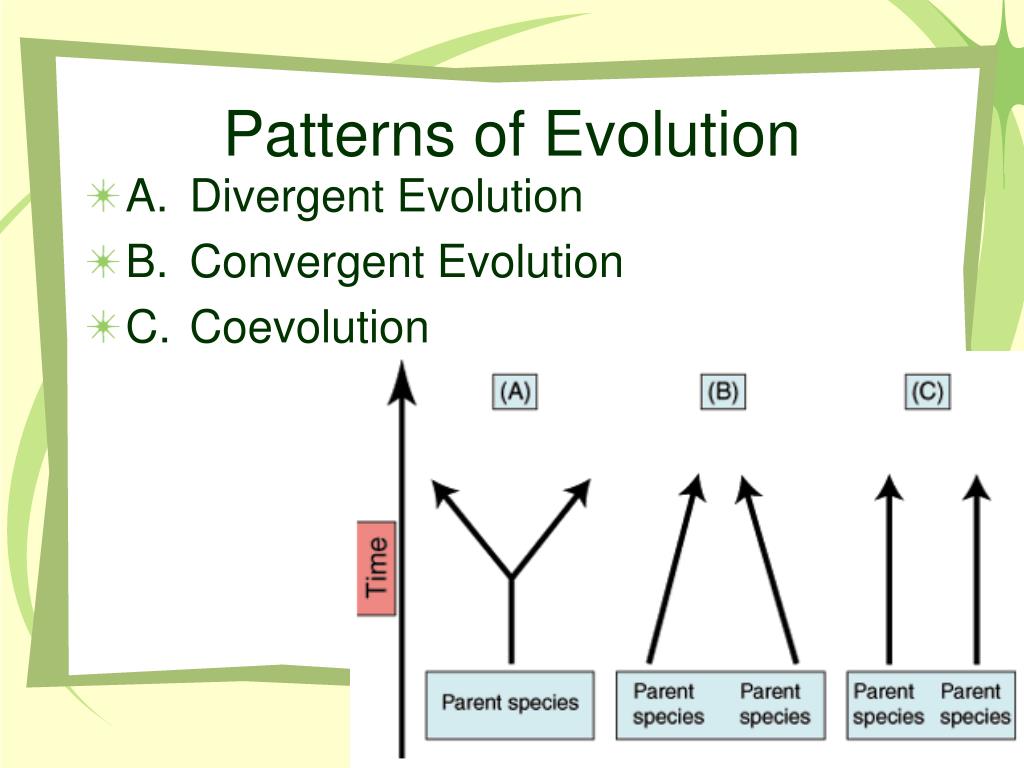 PPT Evolution PowerPoint Presentation, free download ID1779241
