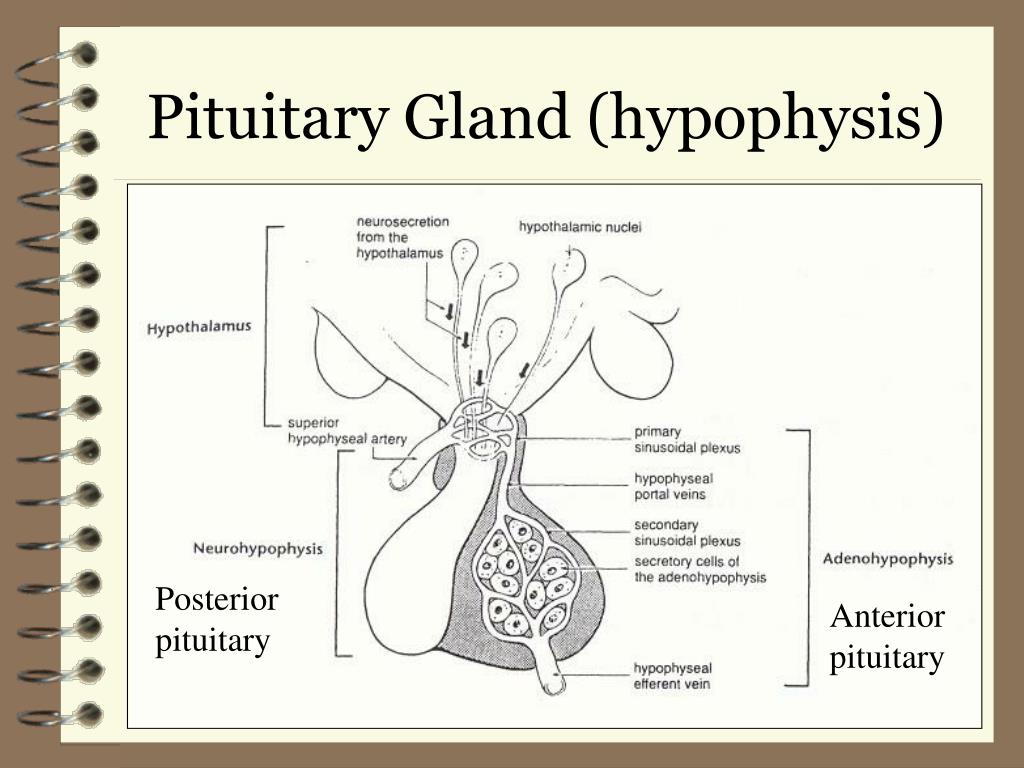 Гипофиз ткань. Гипофиз человека препарат. Гипофиз млекопитающего. Гипофиз строение. Hypophisis pituitary Gland.