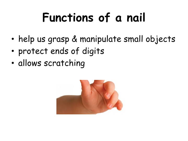 Ppt Integumentary System Point Presentation Id 1779921 Functions Of A Nail