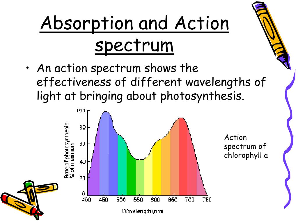 ppt photosynthesis powerpoint presentation id 1780512 action spectrum