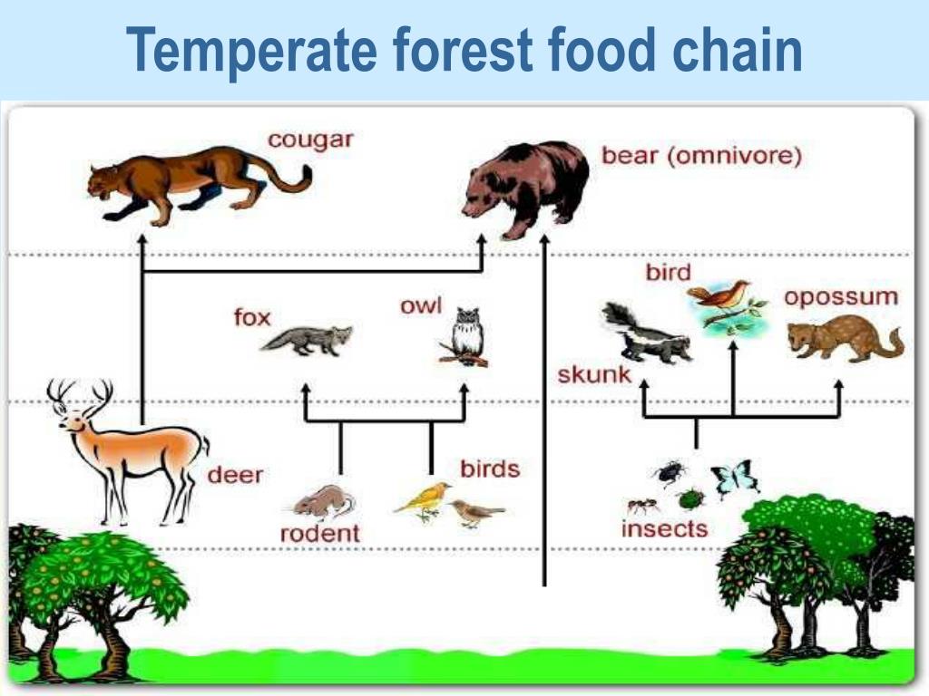 Biomes PowerPoint Presentation, free download Biology Diagrams