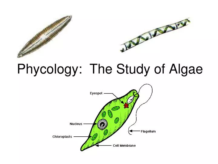 ecology of algae biology discussion