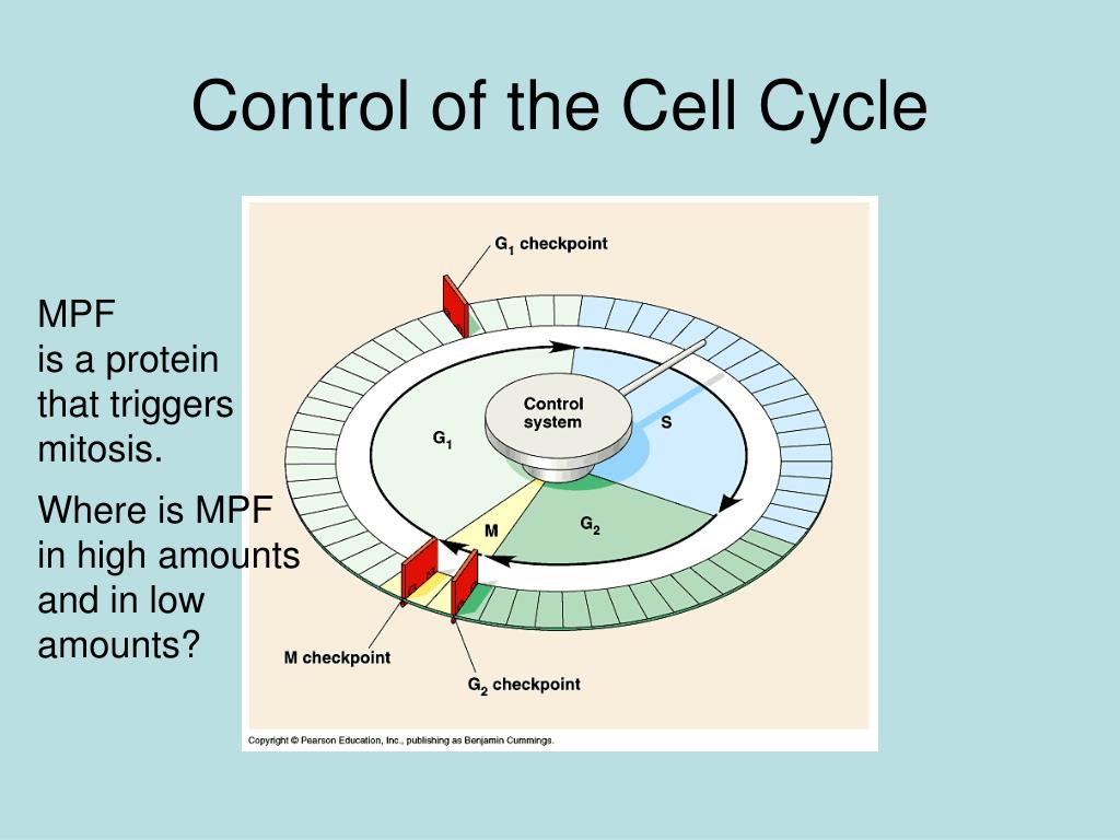 Prokaryotic cell reproduction Binary Fission PowerPoint Biology Diagrams
