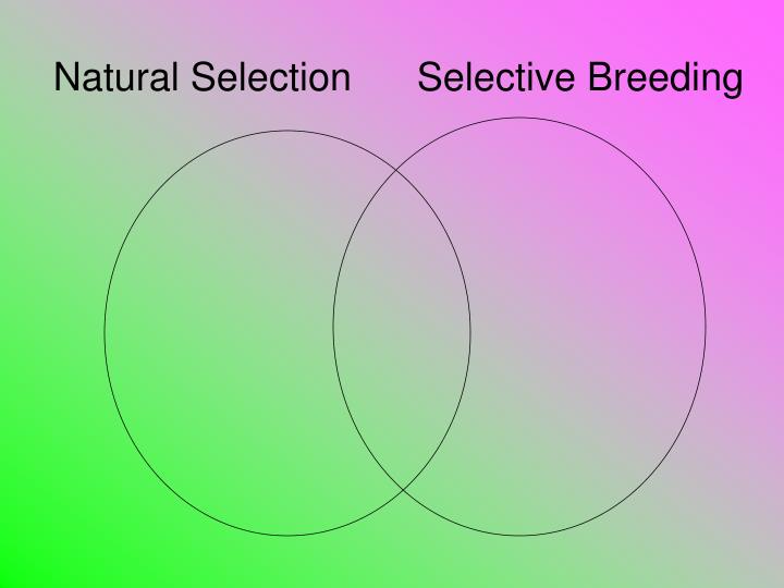 Comparing Natural And Artificial Selection Comparing Natural And Artificial Selection