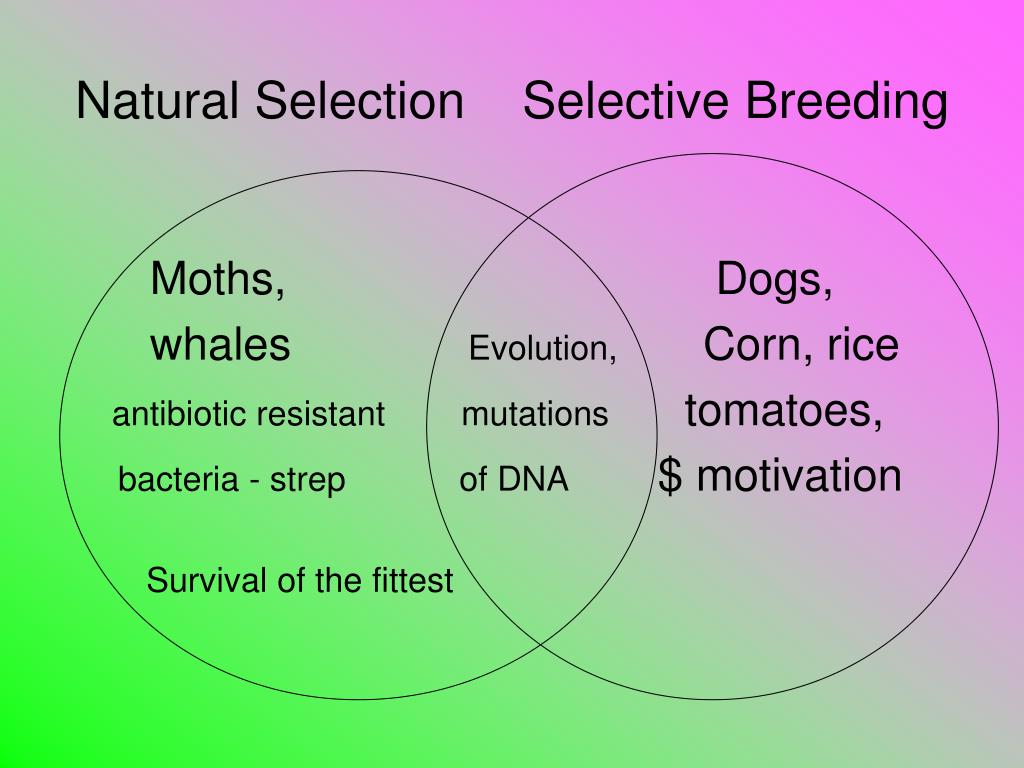 selective breeding diagram