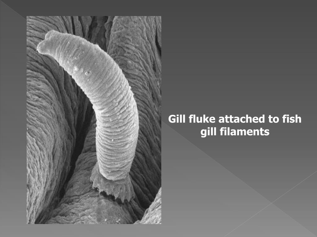 PPT Parasitic Diseases In Cultured Fishes PowerPoint Presentation 