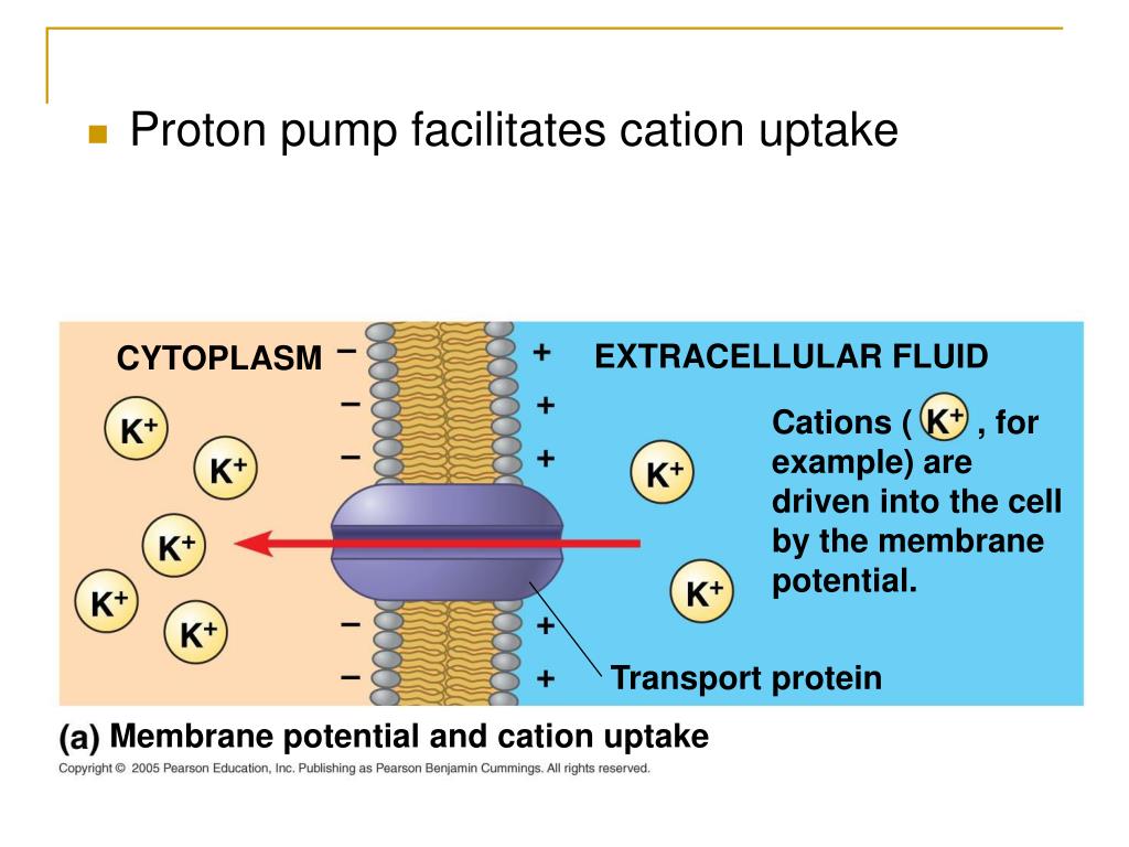 where does the energy come from to drive the proton pump where does the energy come from to drive the proton pump