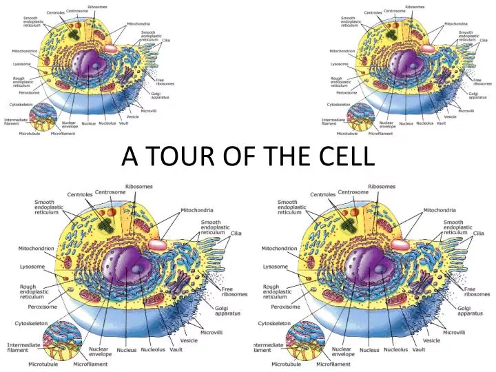 cell tour video