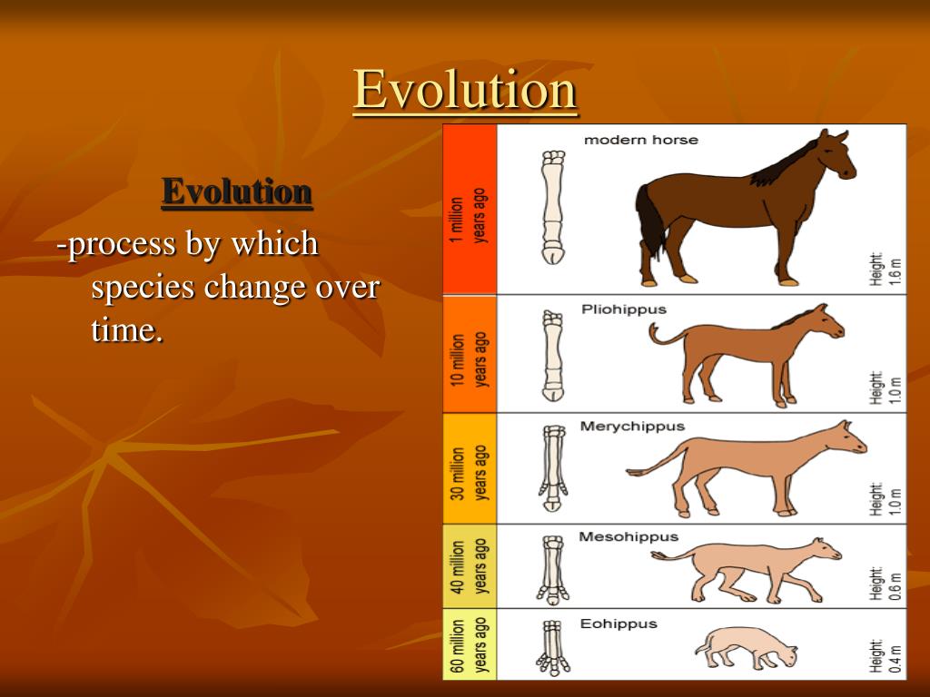 PPT - What is Evolution? PowerPoint Presentation, free download - ID ...