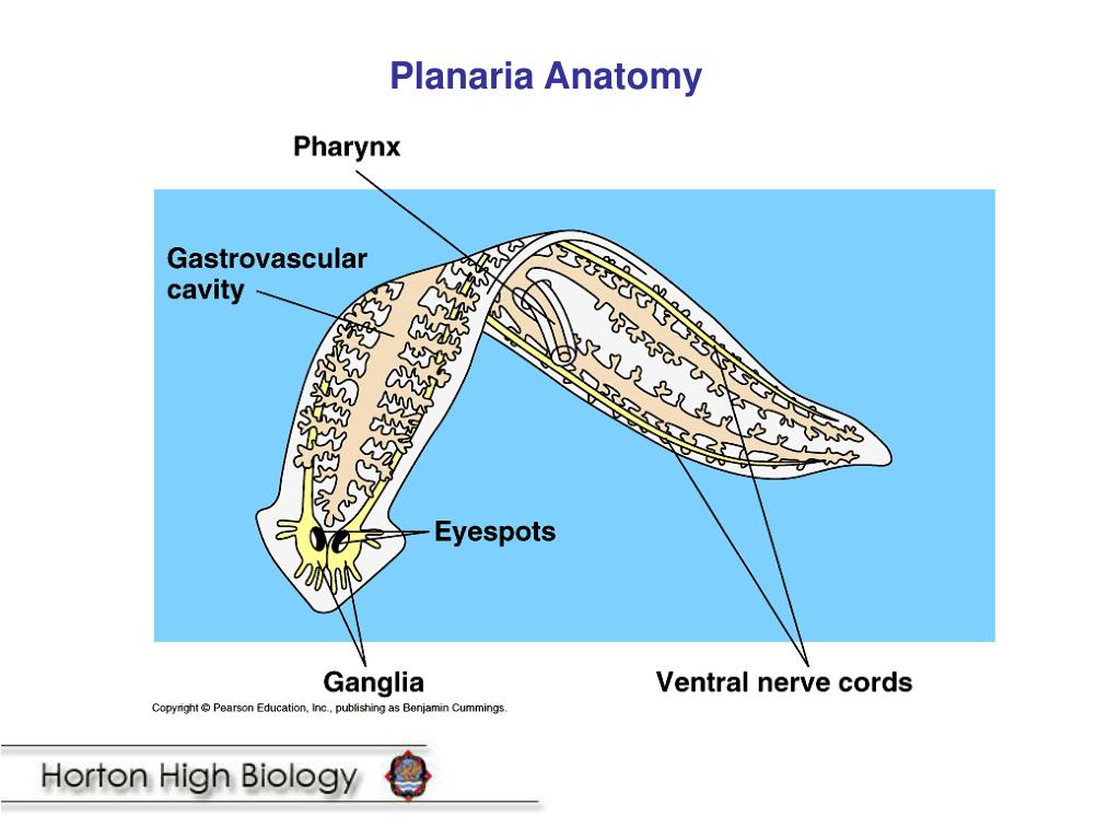 Labelled Diagram Of Planaria Photos