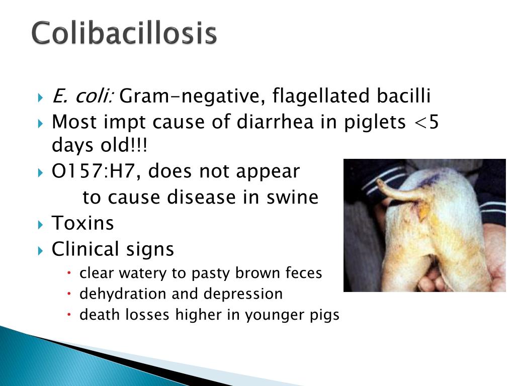 PPT - Swine diseases PowerPoint Presentation - ID:17823561024 x 768