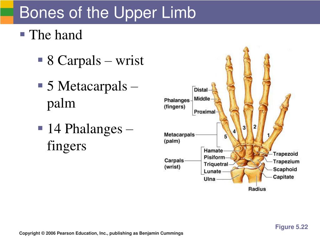 Ppt Bones Of The Upper Limb Powerpoint Presentation Free Download