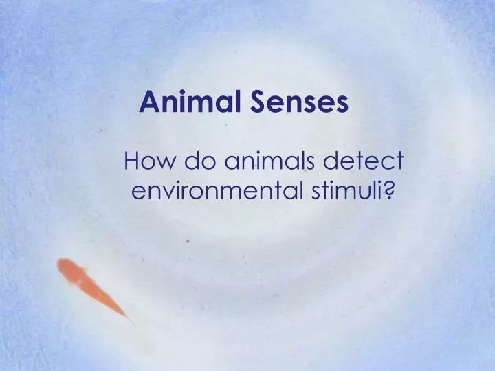 PPT - Animal Senses PowerPoint Presentation, free download - ID:1782786 PPT - Animal Senses PowerPoint Presentation, free download - ID:1782786