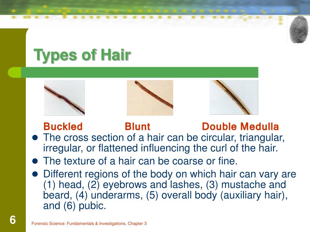 Ppt Chapter 3 The Study Of Hair Powerpoint Presentation Free