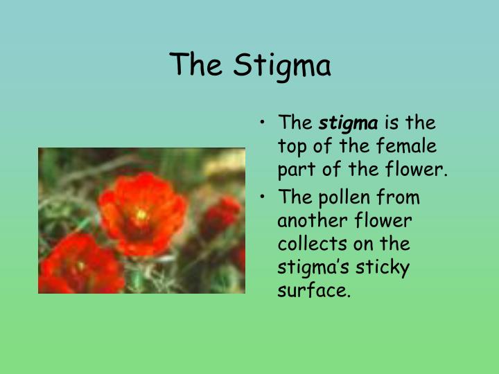 PPT The Life Cycle Of Flowering Plants PowerPoint Presentation ID 