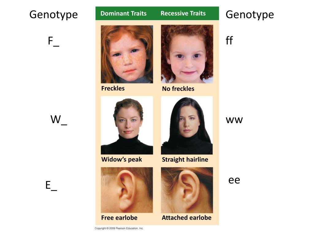 Курчавые волосы доминантный признак. Рецессивные гены. Доминантные и рецессивные гены. Рецессивные гены цвета волос. Генетика цвета волос у ребенка.