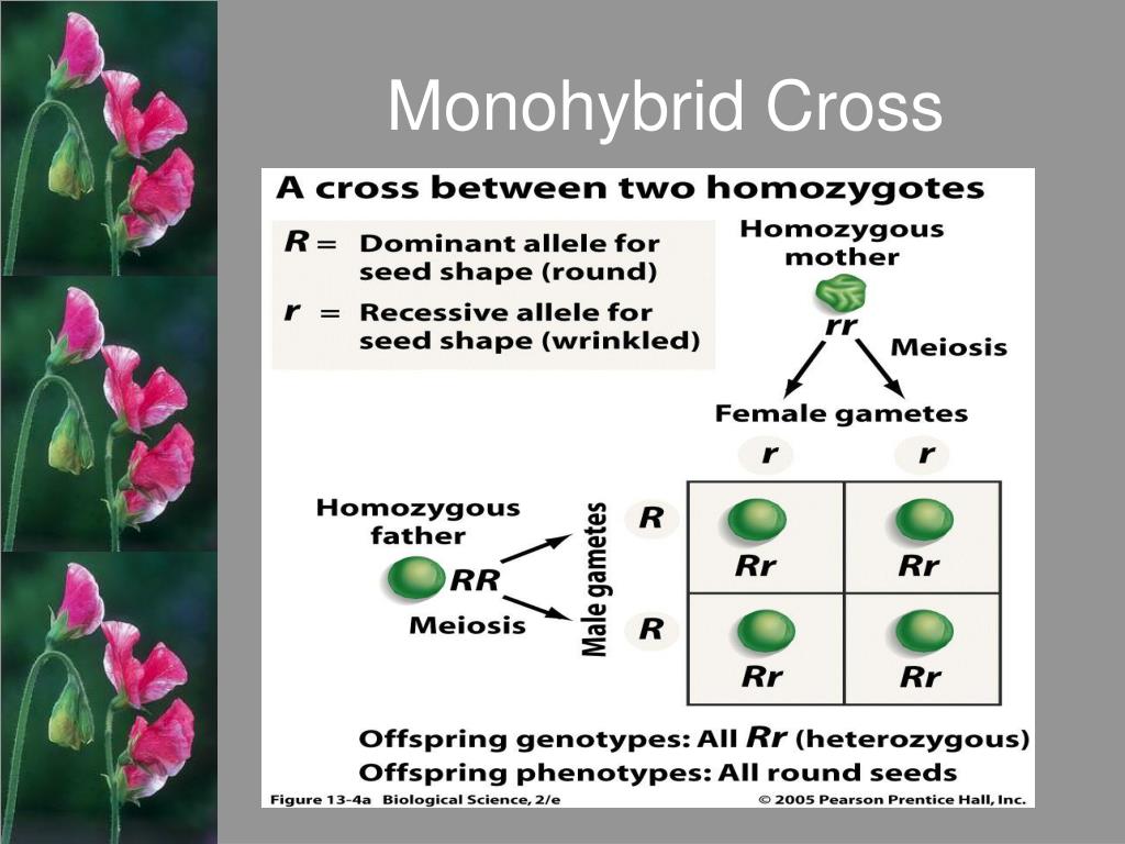 Моногибрид. Моногибриды. Моногибрид это в биологии. Моногибрид дегеніміз не. Monohybrid Flouse.