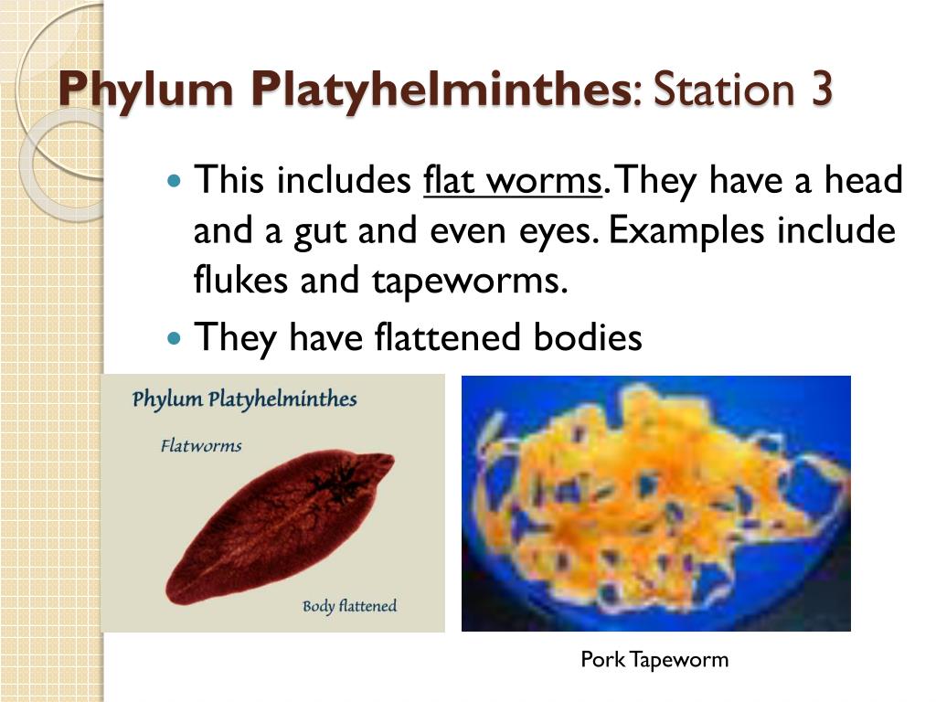 platyhelminthes flatworms ppt