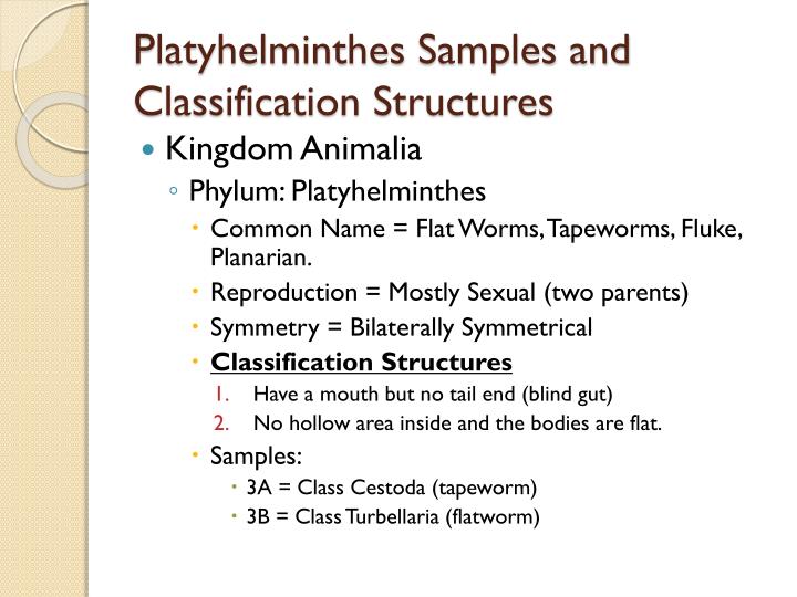 PPT - Phylum Platyhelminthes : Station 3 PowerPoint Presentation - ID ...