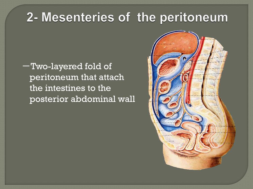 The peritoneum PowerPoint Presentation, free download Biology Diagrams