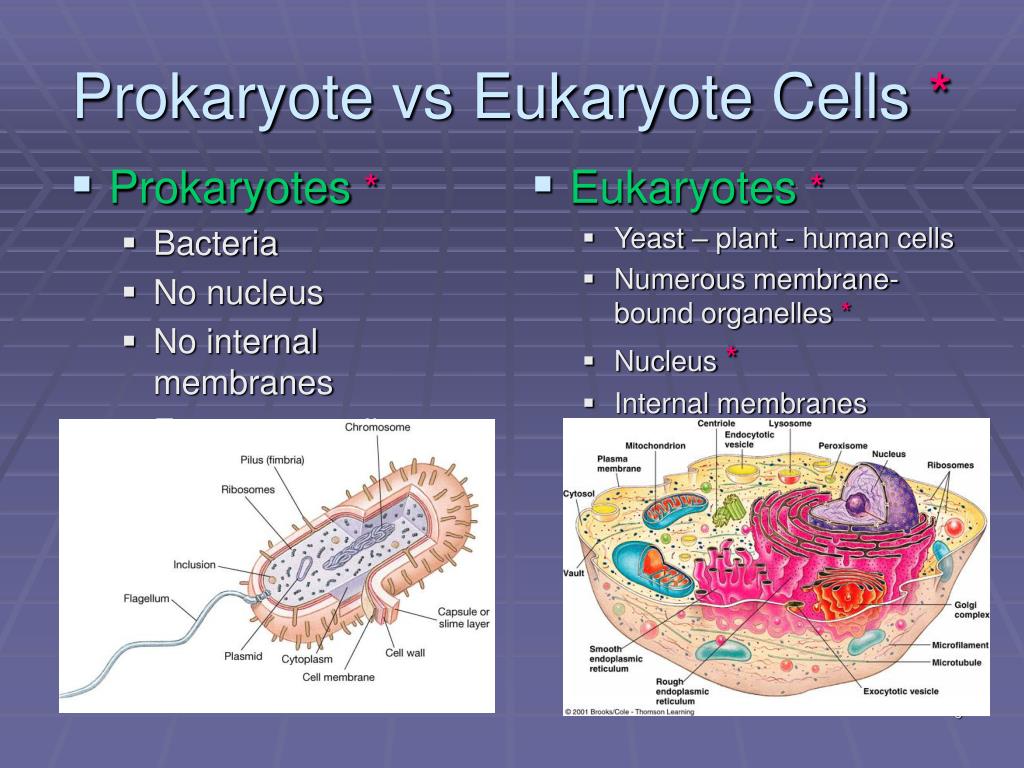 PPT - Cell Biology PowerPoint Presentation, free download - ID:1785579