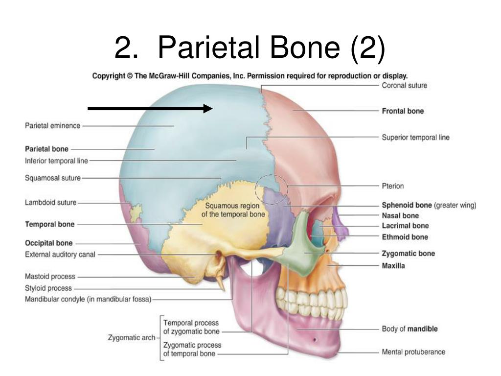 PPT The Skeletal System PowerPoint Presentation Free Download ID PPT The Skeletal System PowerPoint Presentation Free Download ID