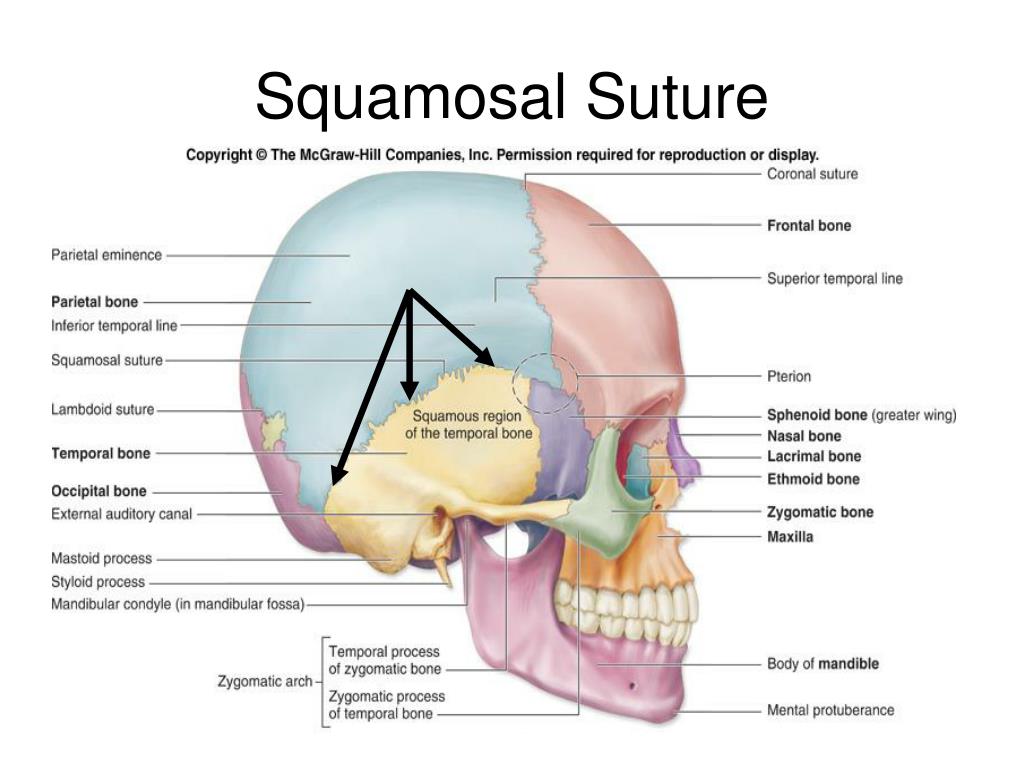 PPT The Skeletal System PowerPoint Presentation Free Download ID 
