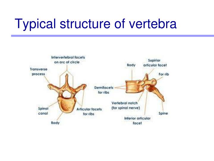 PPT - Exercise 7 PowerPoint Presentation - ID:1786520