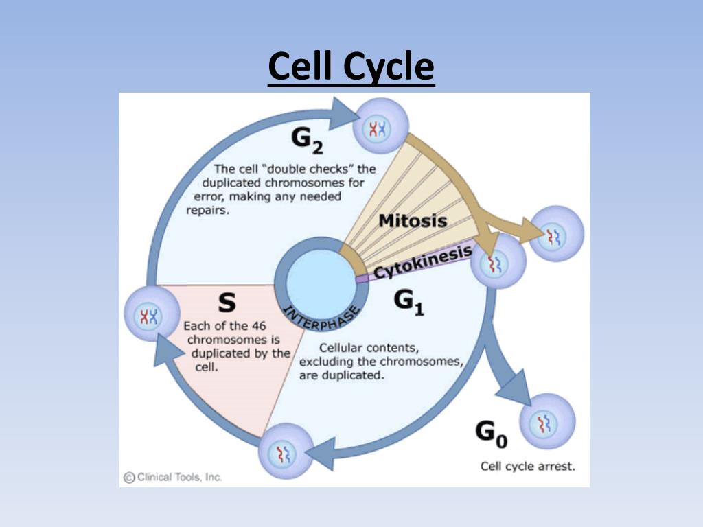 Genetic Processes PowerPoint Presentation, free download Biology Diagrams