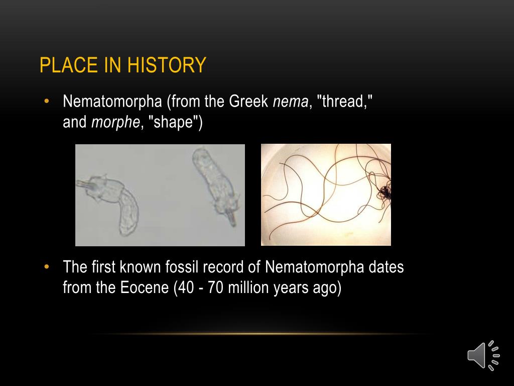 download nematomorpha in humans download nematomorpha in humans