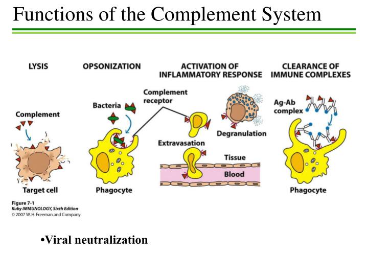 PPT - The Complement System PowerPoint Presentation - ID:1789658