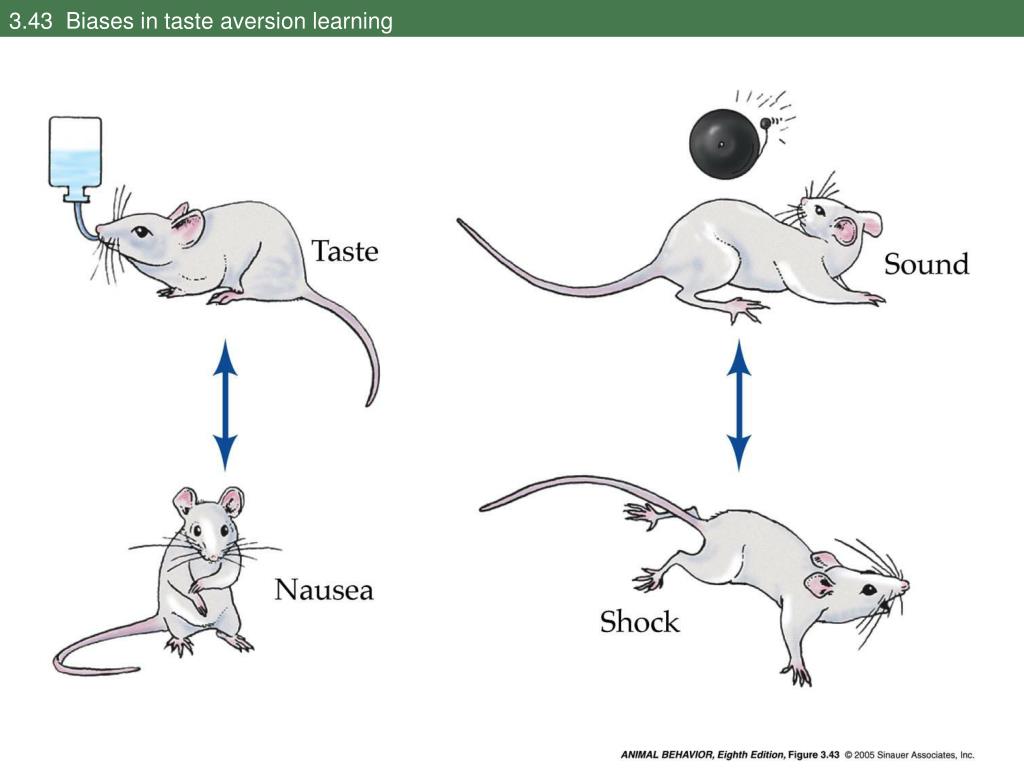 PPT - Biology 484 – Ethology Chapter 3 – The Development of Behavior ...