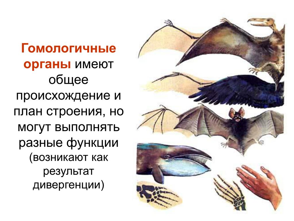 Гомологичные органы крыло птицы и ласты кита. Гомологичные органы. Гомологичные органы у животных. Аналогичные органы. Гомологические и аналогичные органы.