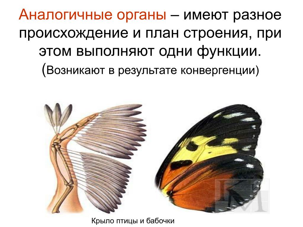 В результате дивергенции возникают. Аналогичные органы. Амоломологичные органы. Аналогичные органы крыло бабочки и крыло птицы. Птица с крыльями бабочки.