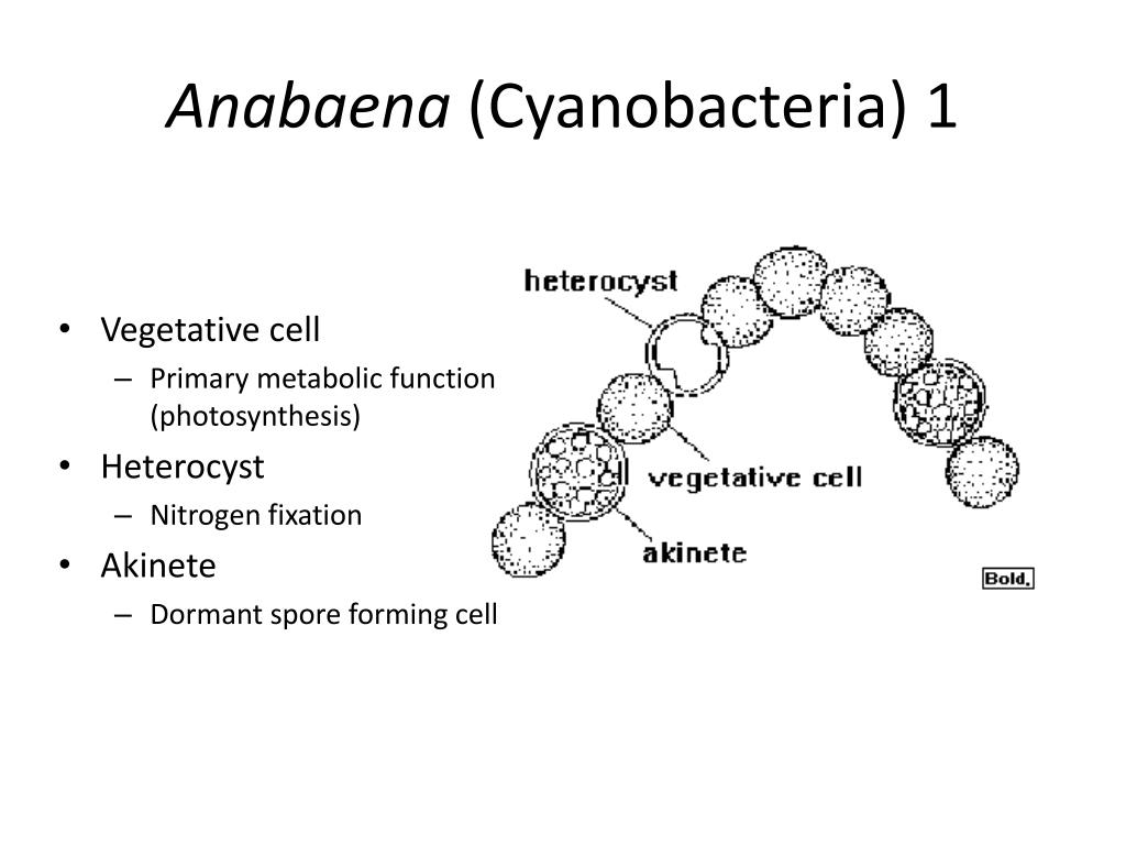 Anabaena Diagram Labeled