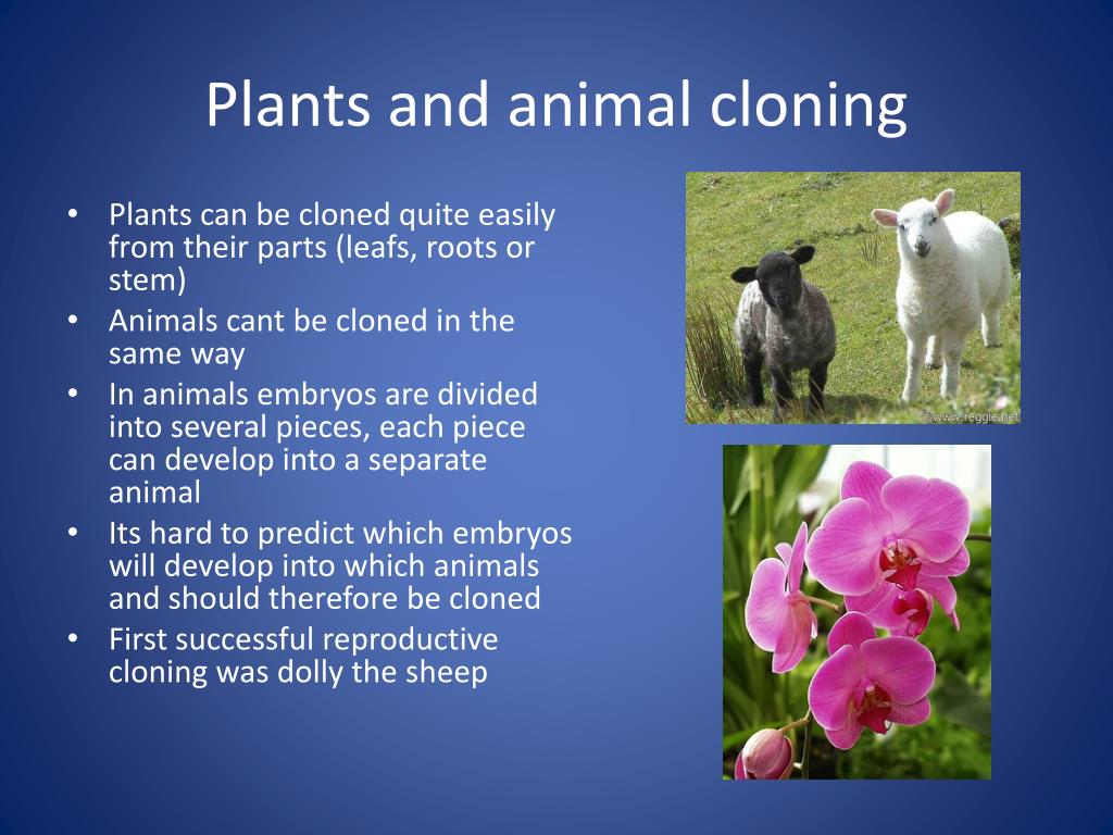 write an essay on cloning in plants and animals
