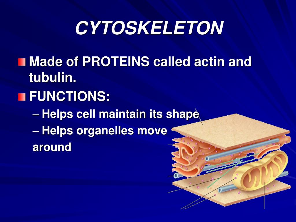 PPT - Parts of Prokaryotic & Eukaryotic Cells PowerPoint Presentation