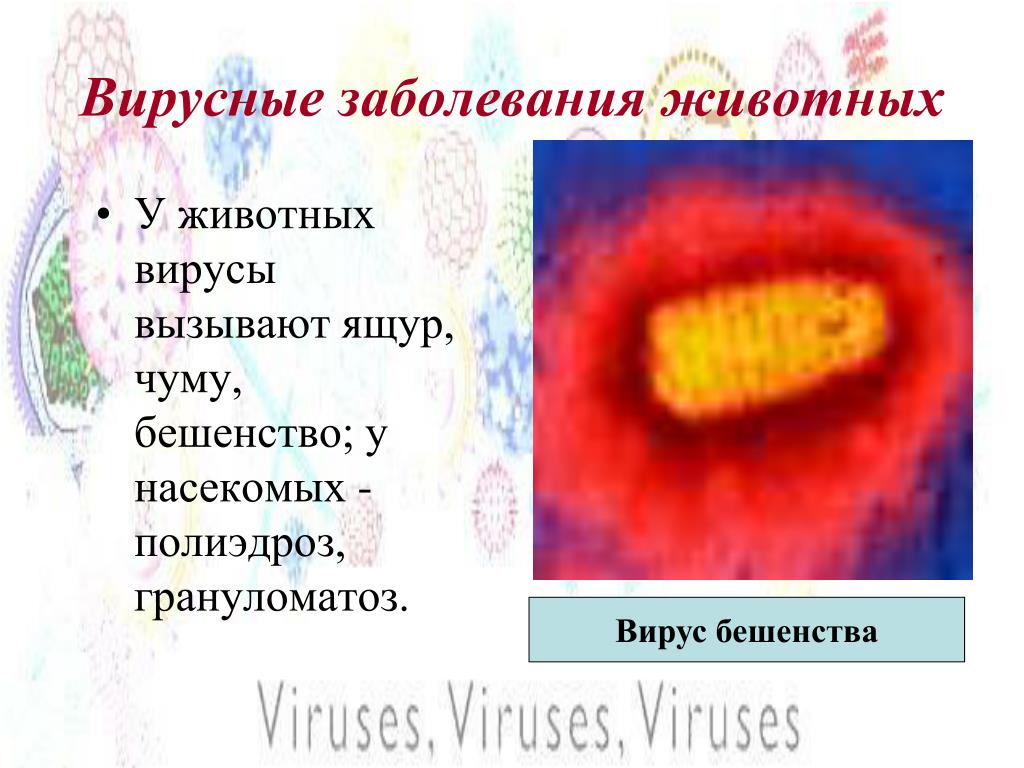 Вирусные заболевания 9 класс. Вирусные заболевания. Вирусы вызывающие заболевания человека. Вирусные заболевания животных. Заболевания вызываемые вирусами у животных.
