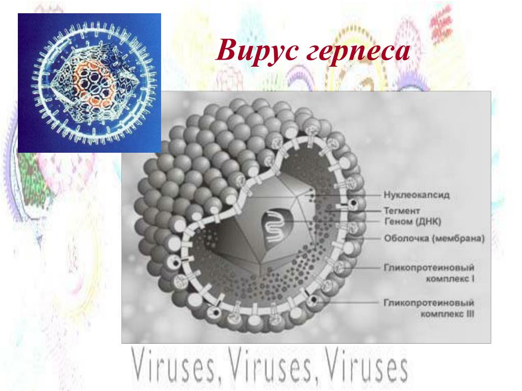 Вирус простого герпеса. Вирус герпеса герпесвирус. Вирус герпеса модель. Вирус герпеса рисунок.