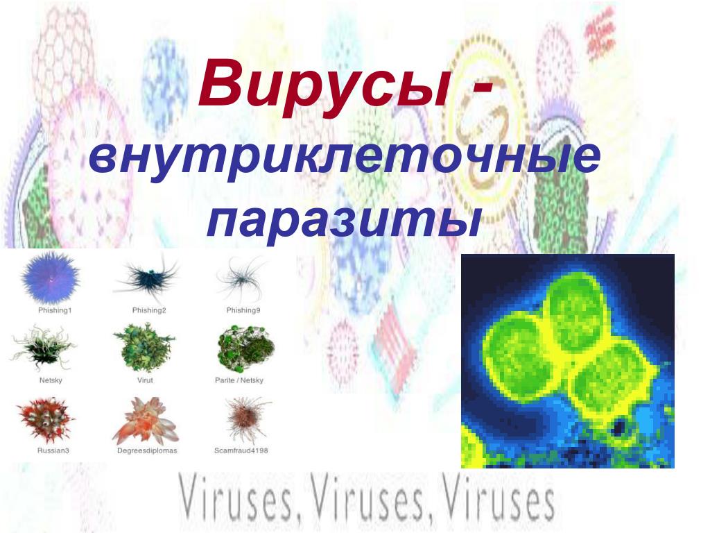 Биология царство вирусы. Вирусы внутриклеточные паразиты. Царство вирусы. Внутриклеклеточные паразиты. Вирусы паразиты примеры.