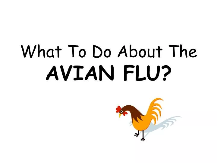 what to do about the avian flu n.