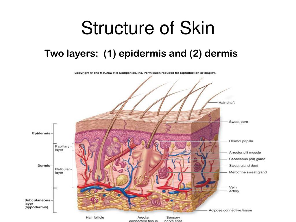 New dermis купить. Skin layers. Презентаций POWERPOINT анатомия. New dermis.