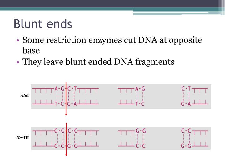 PPT Restriction Enzyme Digestion PowerPoint Presentation ID1794129
