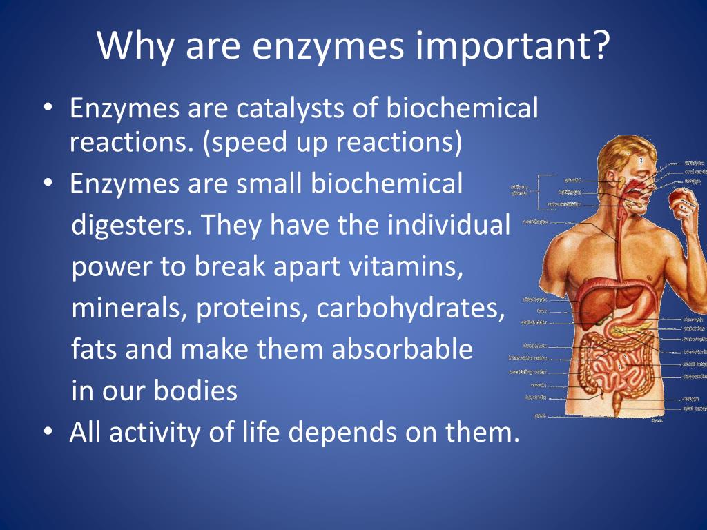 importance of enzymes a level biology essay