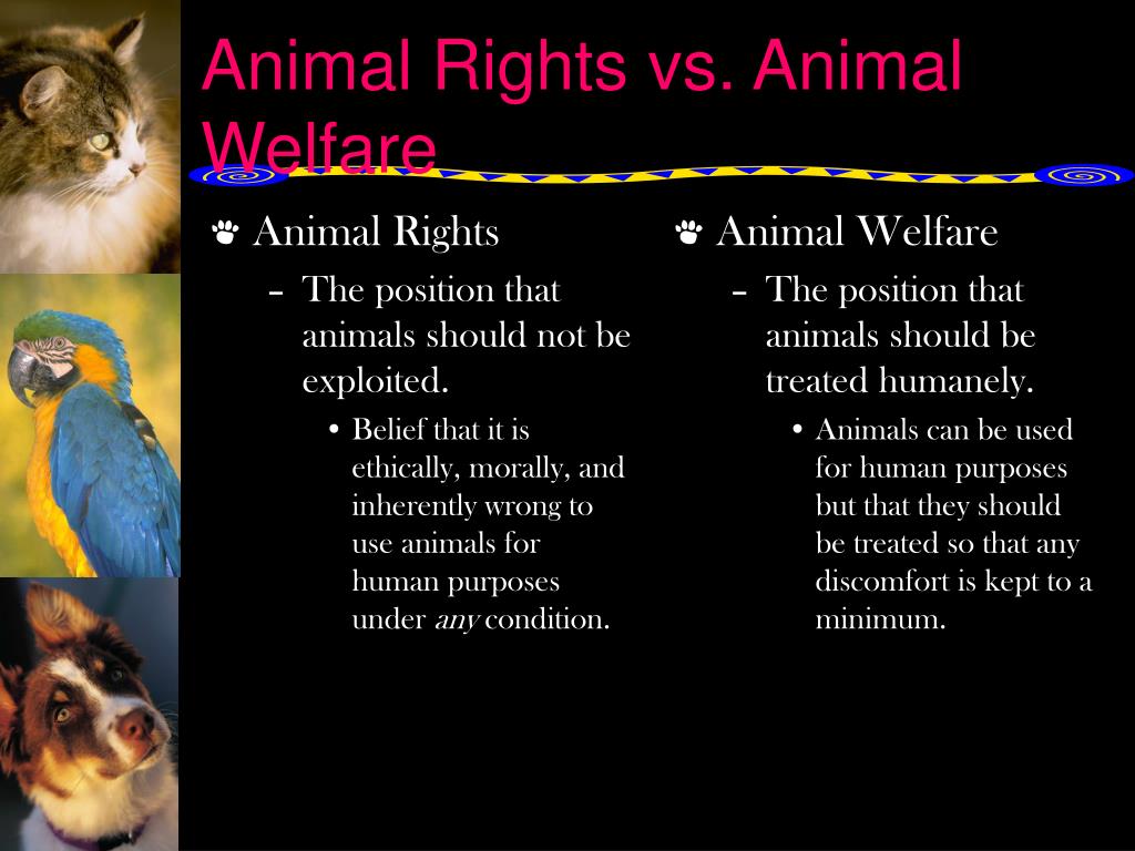 animal welfare vs animal rights research paper