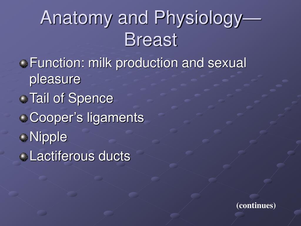 PPT - Anatomy and Physiology— Breast PowerPoint Presentation, free download  - ID:1795729