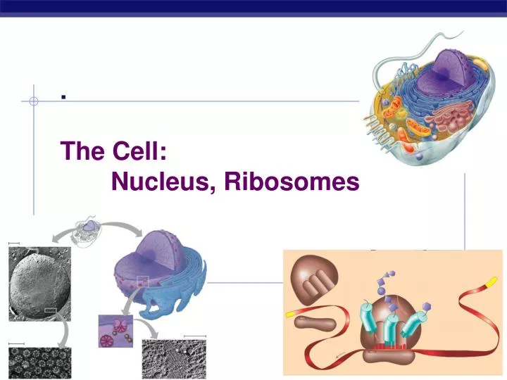 PPT - . The Cell: Nucleus, Ribosomes PowerPoint Presentation, free ...