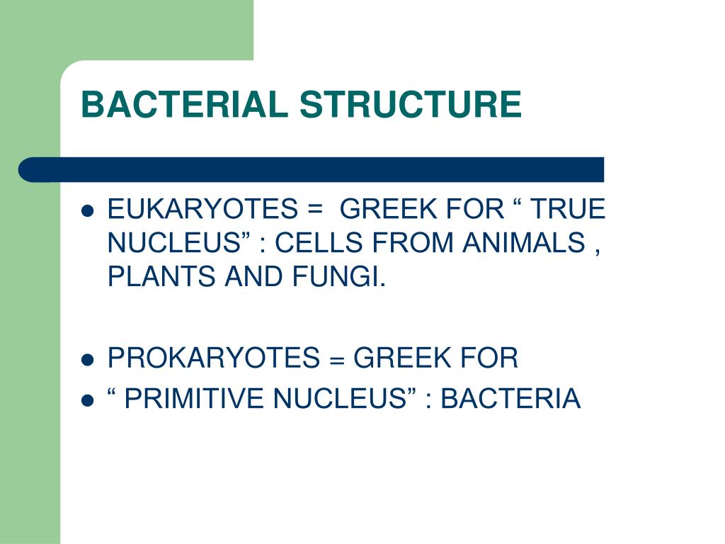 PPT - BACTERIA PowerPoint Presentation, free download - ID:1796993
