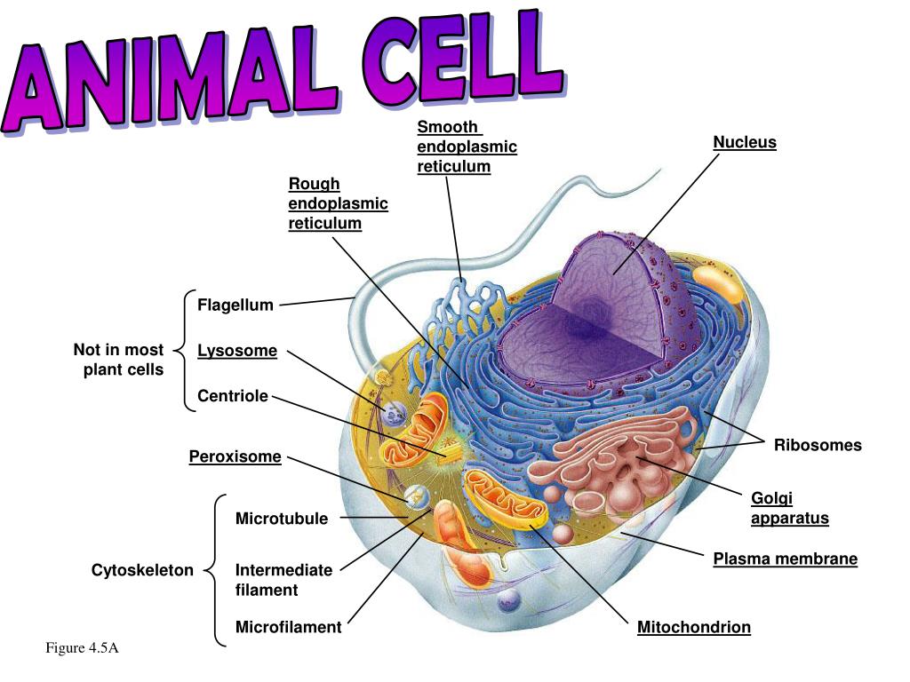 Ppt Plasma Membrane Powerpoint Presentation Free Download Id 1797330