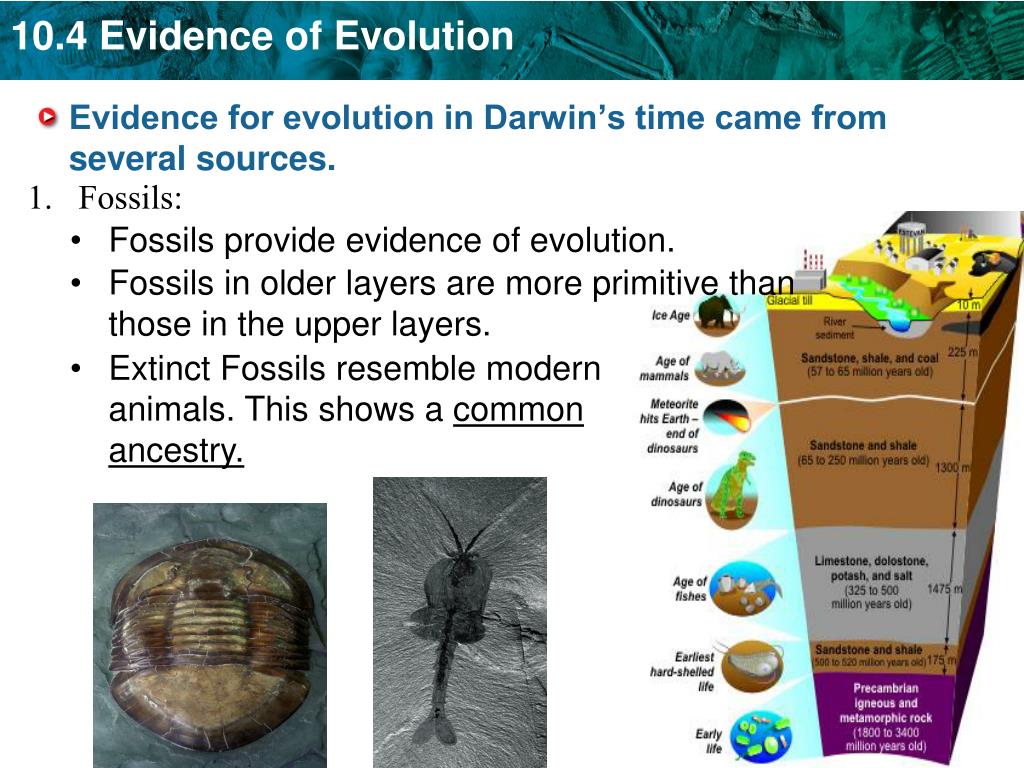 PPT - KEY CONCEPT Evidence of common ancestry among species comes from ...